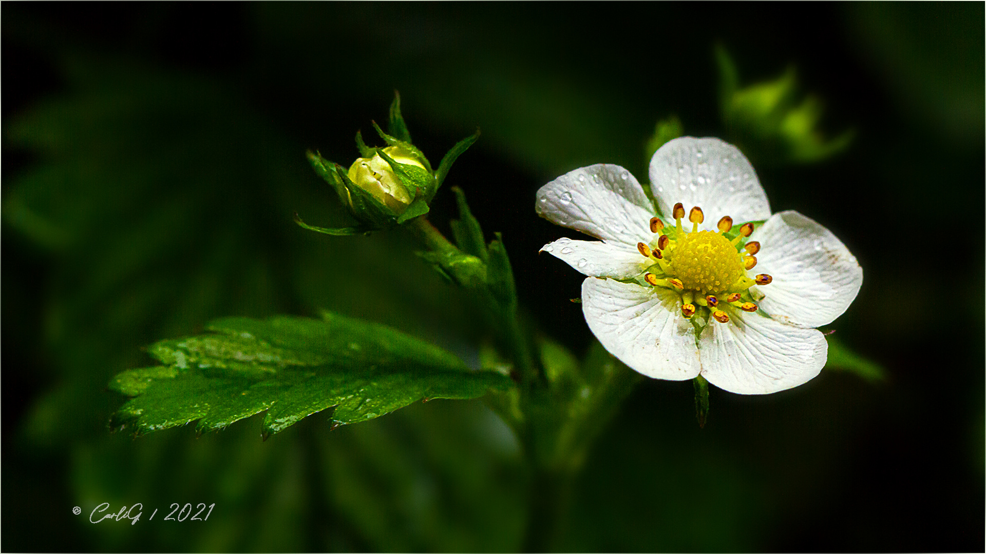 Wald-Erdbeere ..