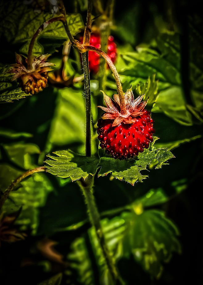 Wald Erdbeere