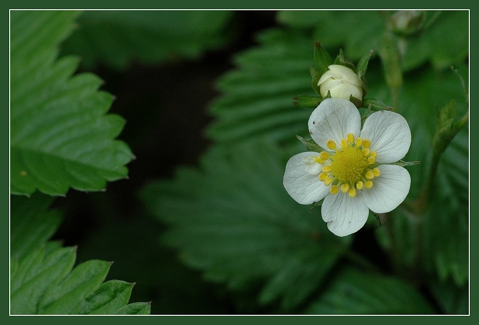 Wald-Erdbeere