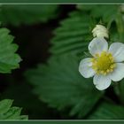 Wald-Erdbeere