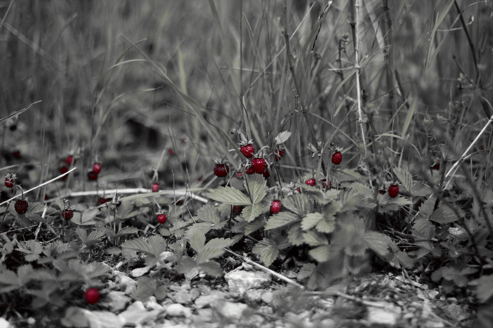 Wald-Erdbeere (Fragaria vesca)