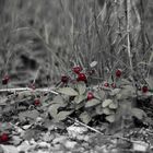 Wald-Erdbeere (Fragaria vesca)