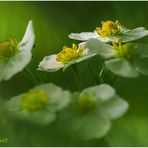 wald-erdbeere (fragaria vesca) ....