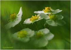 wald-erdbeere (fragaria vesca) ....