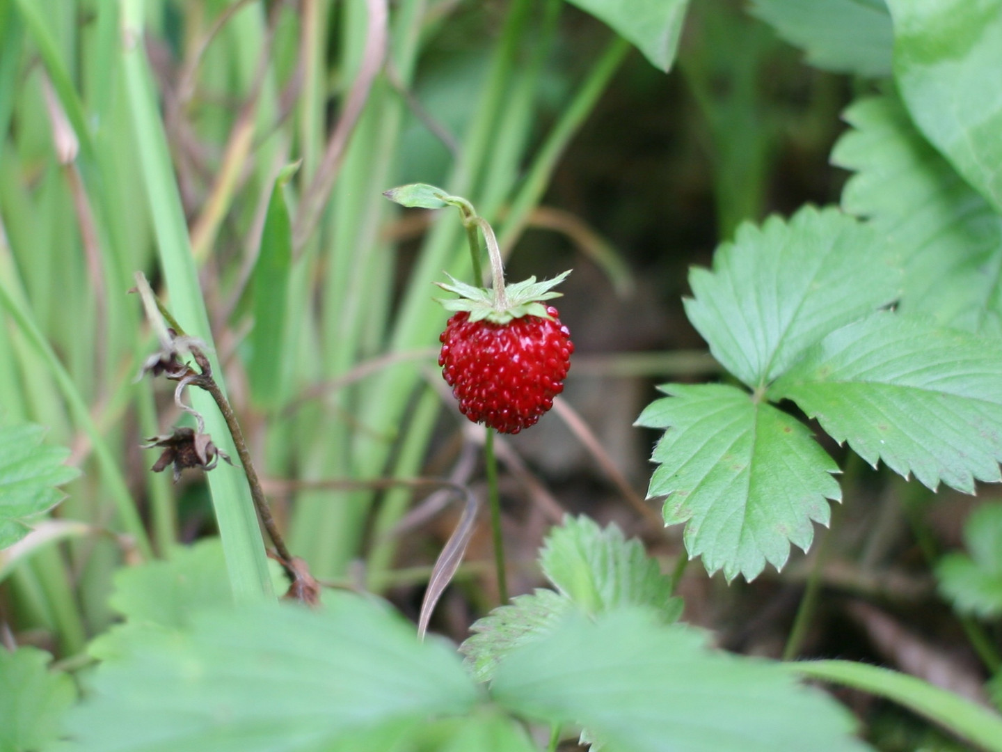 Wald-Erdbeere (Fragaria vesca)