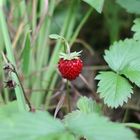 Wald-Erdbeere (Fragaria vesca)