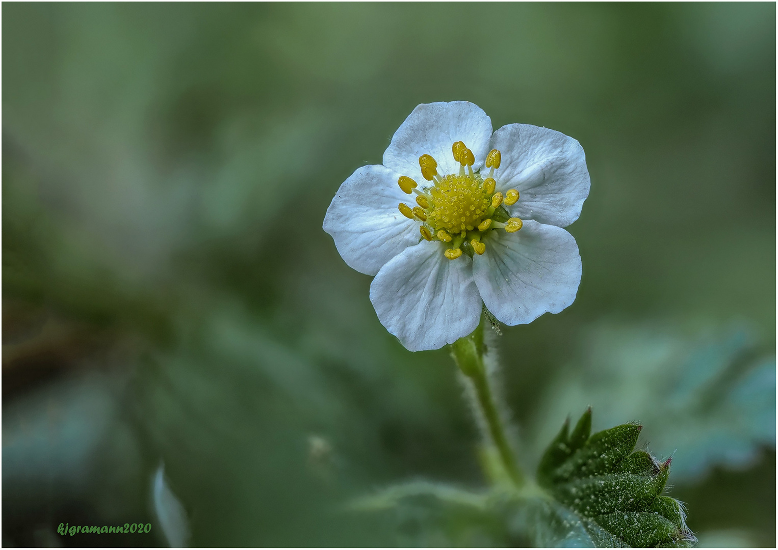 wald-erdbeere (fragaria vesca).....