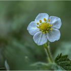 wald-erdbeere (fragaria vesca).....