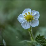 wald-erdbeere (fragaria vesca).....