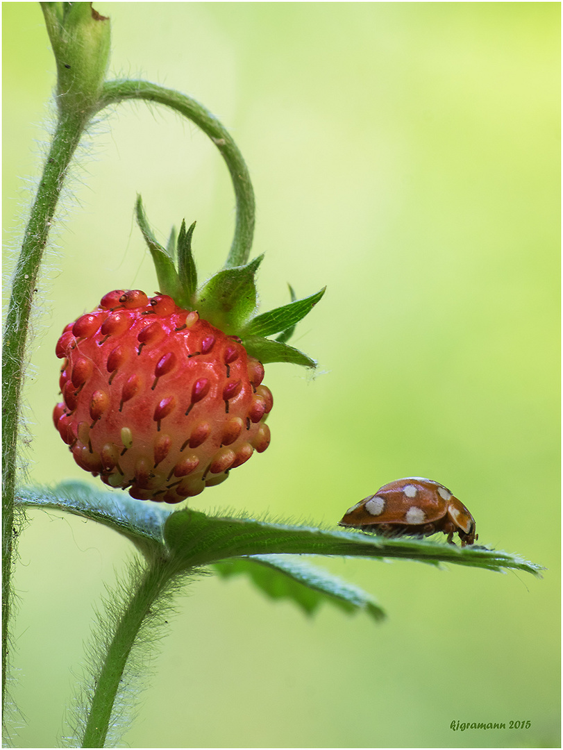 wald-erdbeere (fragaria vesca)......