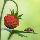 wald-erdbeere (fragaria vesca)......