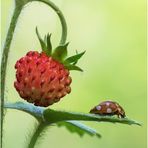 wald-erdbeere (fragaria vesca)......