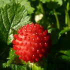 Wald-Erdbeere (Fragaria vesca)