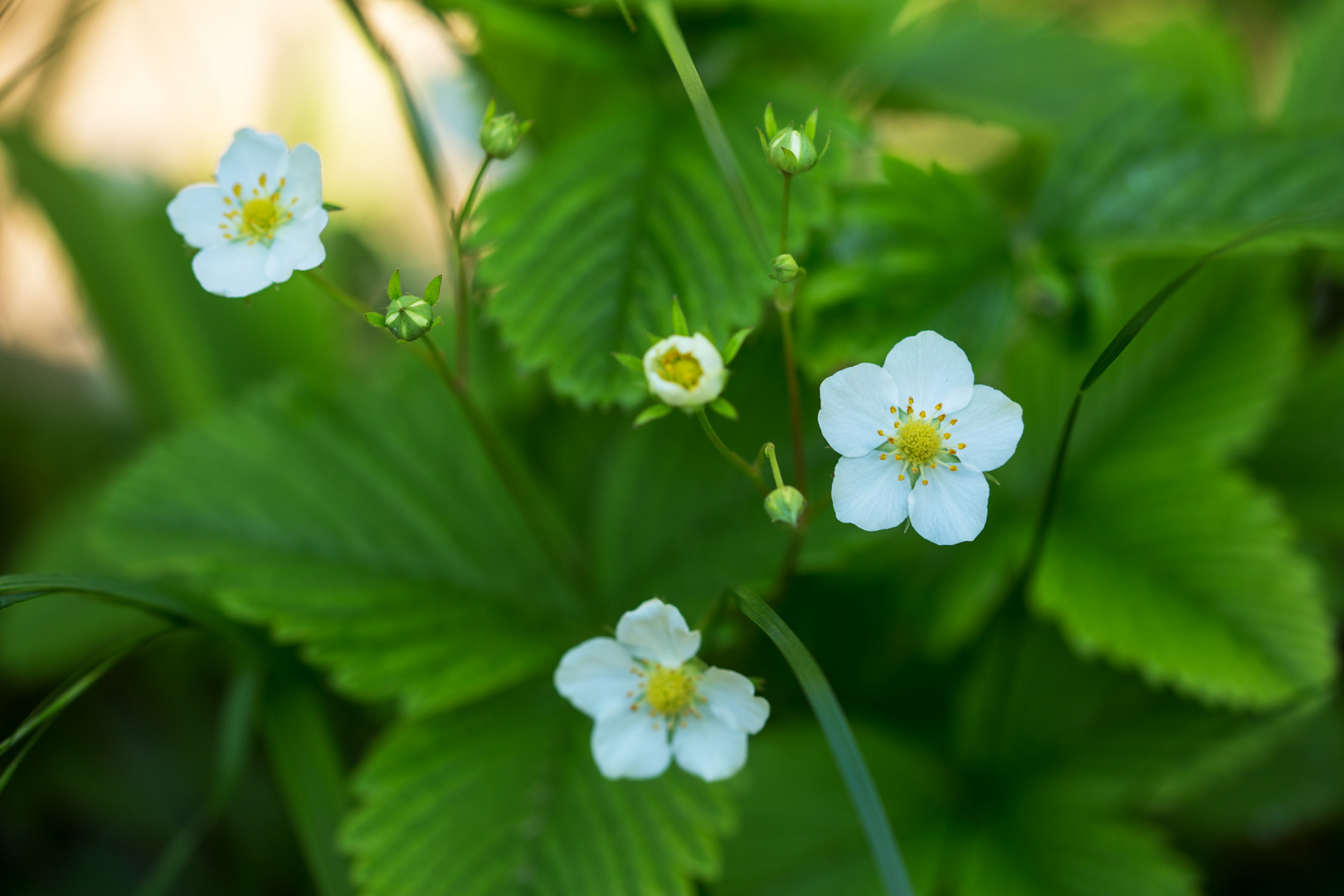 Wald-Erdbeere (Fragaria vesca L.)