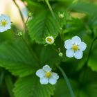 Wald-Erdbeere (Fragaria vesca L.)