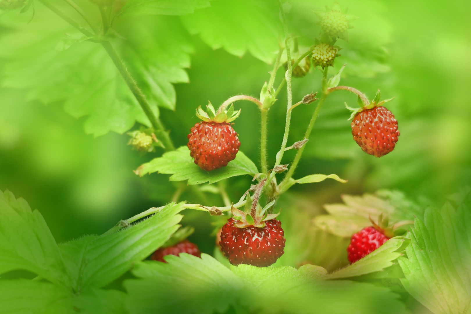 Wald-Erdbeeren