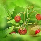 Wald-Erdbeeren