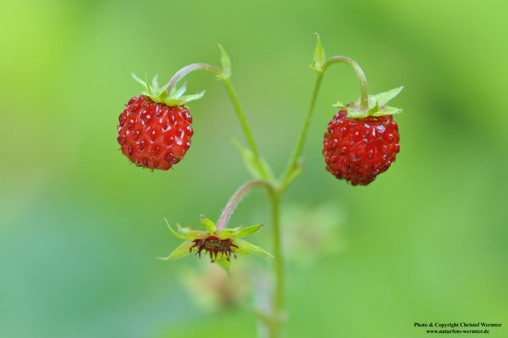 Wald-Erdbeeren (D)