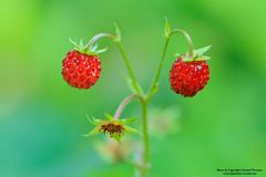 Wald-Erdbeeren (D)