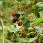 Wald-Erdbeeren in Schwarzwald