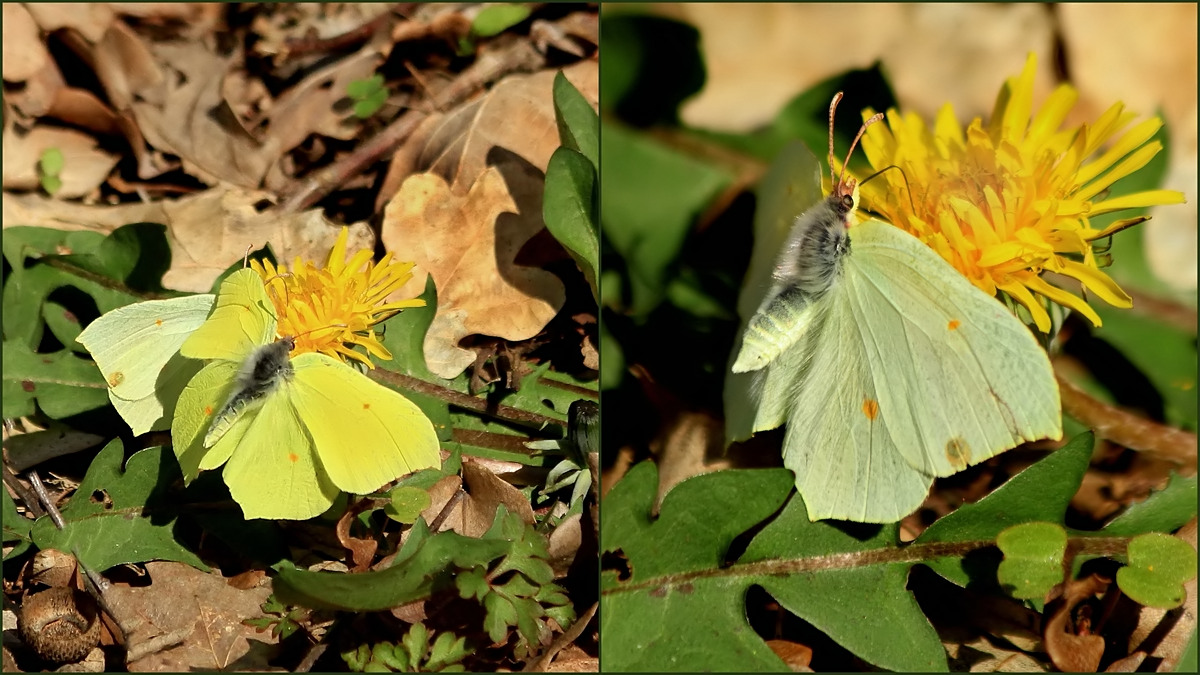 Wald-Erlebnis!