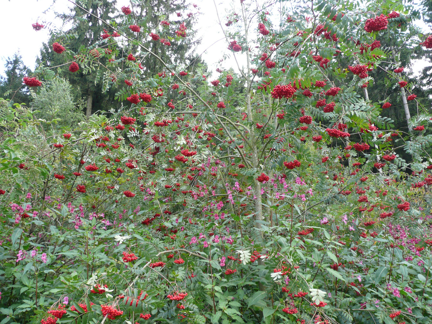 Wald-Erlebnis