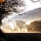 Wald erwachen