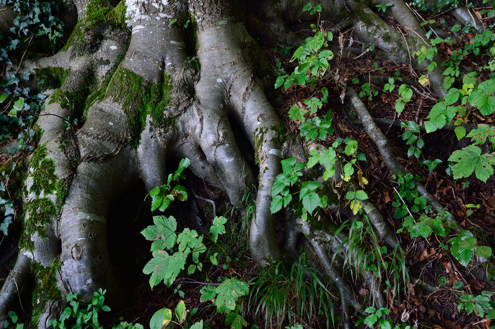 Wald Essenz | Im Photoshop auf 450 kB komprimiert