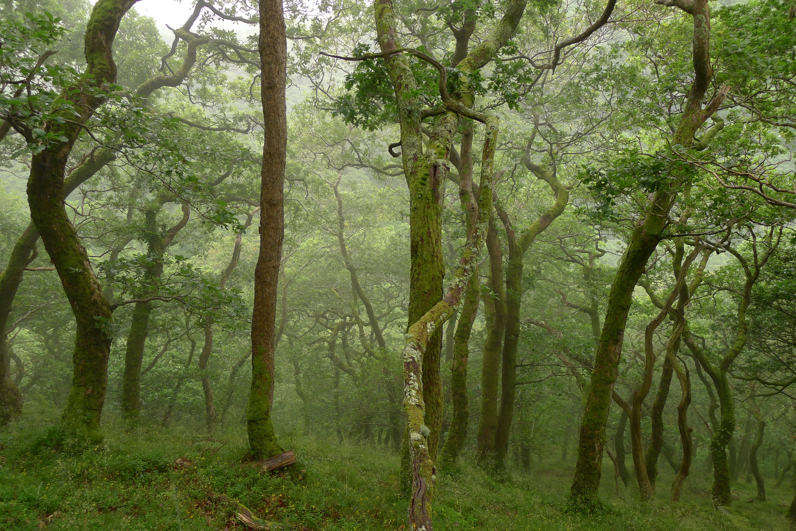 Wald, Exmoor, England