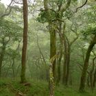Wald, Exmoor, England