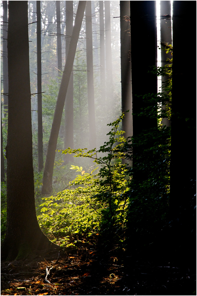 Wald.