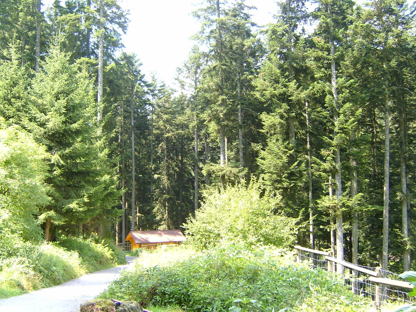 Wald