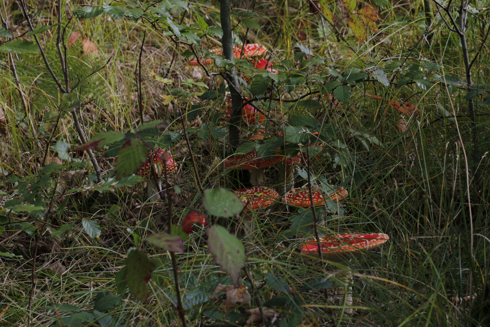 Wald Familien - Treff