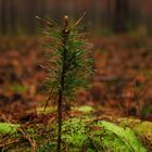 Wald farben