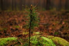 Wald farben