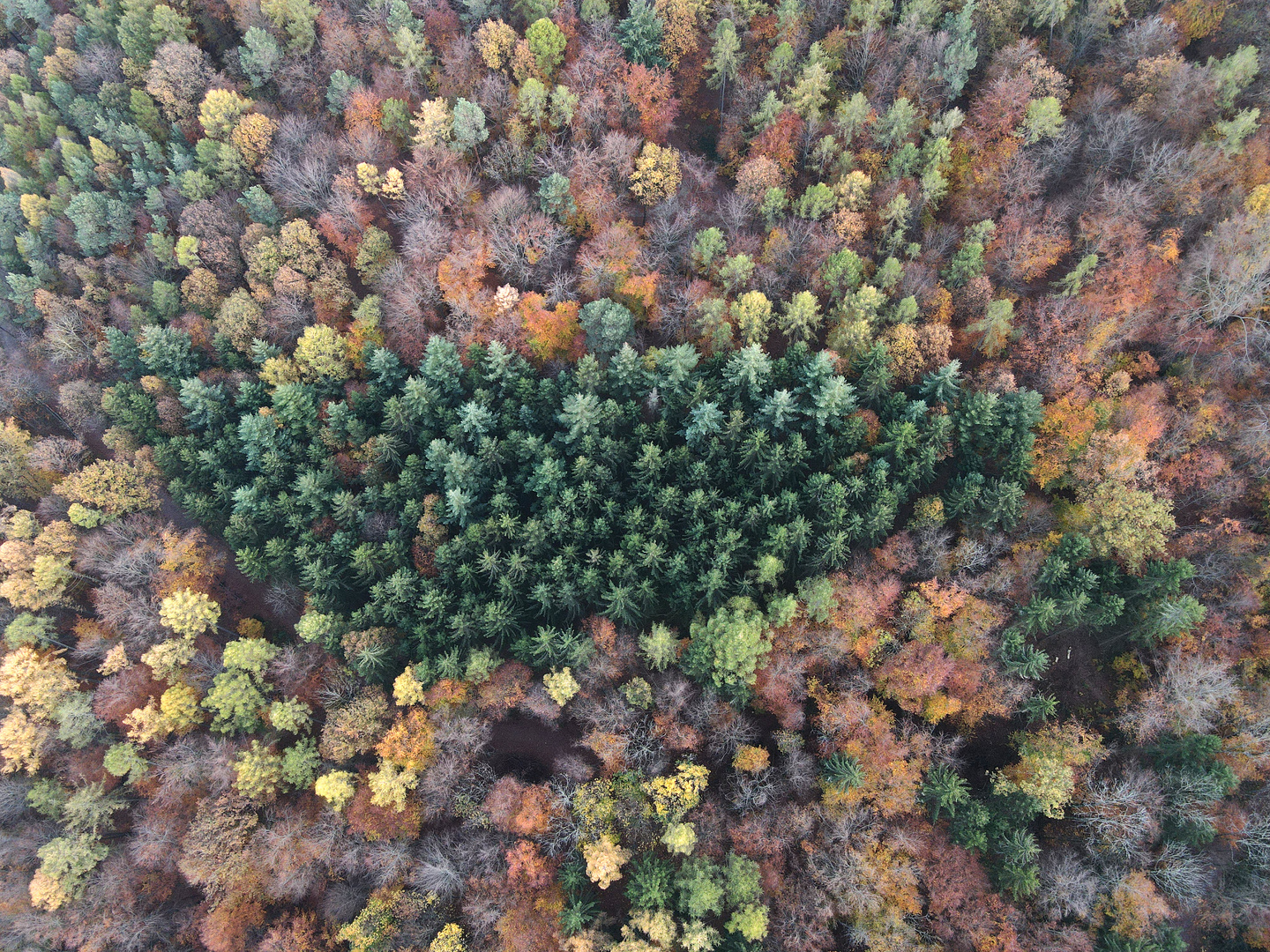 Wald-Farben