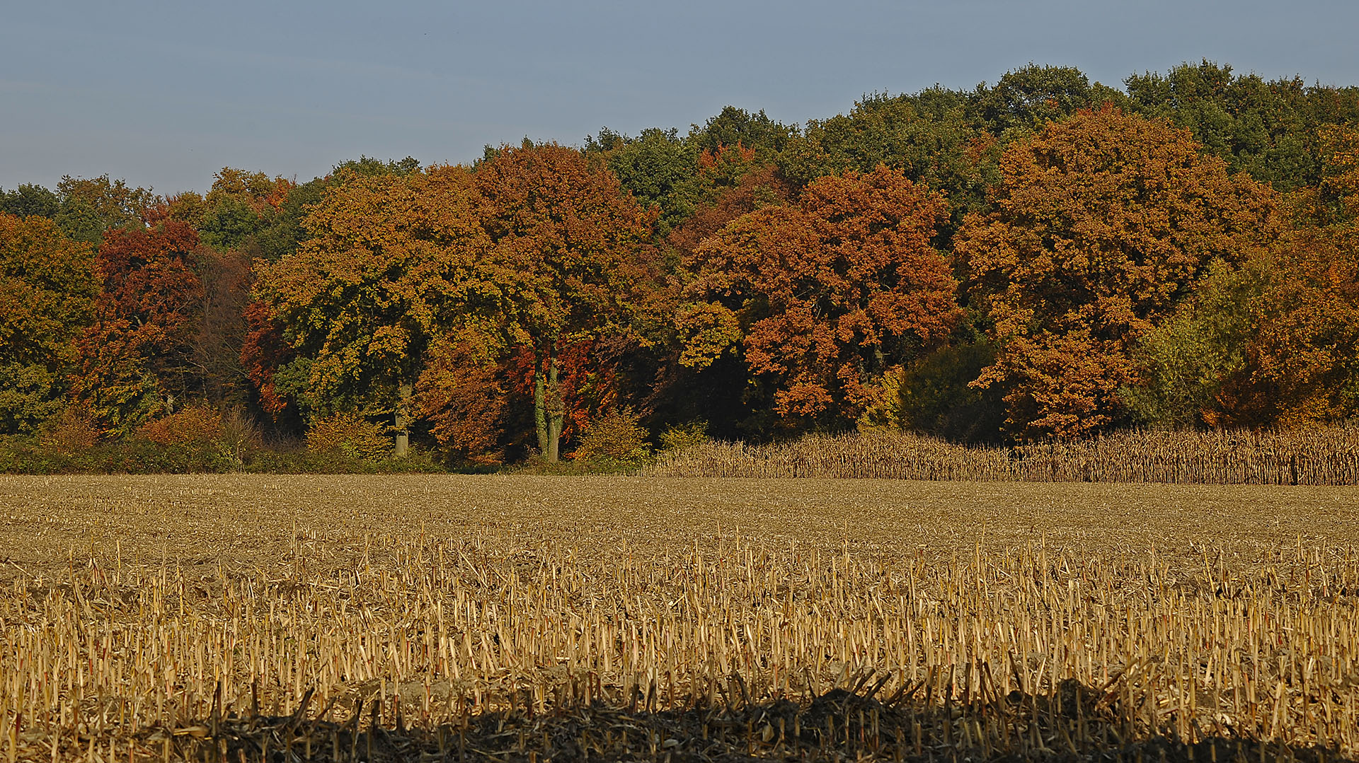 Wald & Feld in Herbststimmung