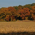 Wald & Feld in Herbststimmung