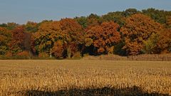 Wald & Feld in Herbststimmung