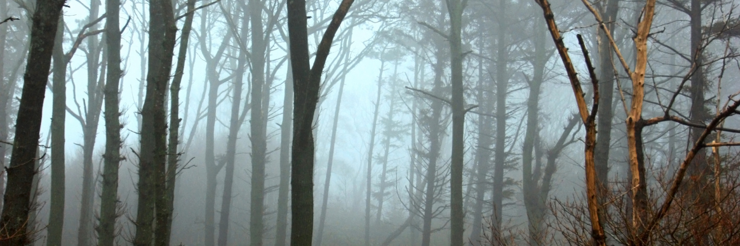 Wald Föhr Bestes Wetter