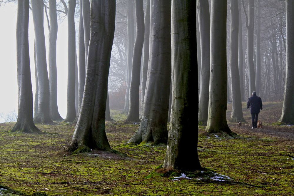 Wald . Frau . Hunde