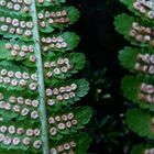 Wald-Frauenfarn (Athyrium filix-femina)