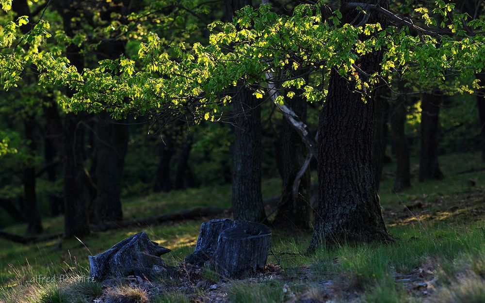 Wald Frühling 2020 001a Kopie