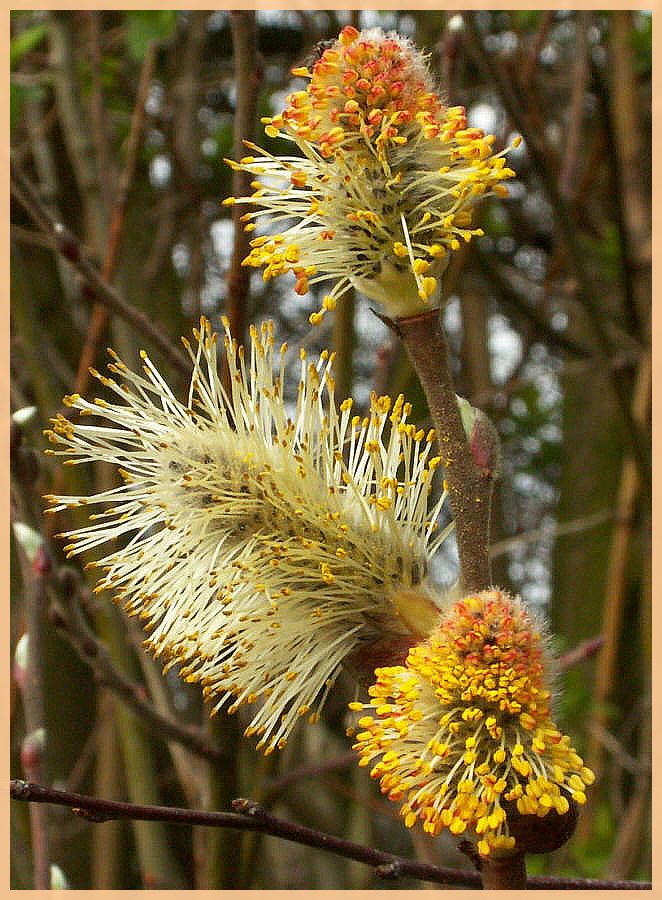 Wald-Frühling