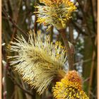 Wald-Frühling