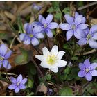 Wald-Frühlings-Farben