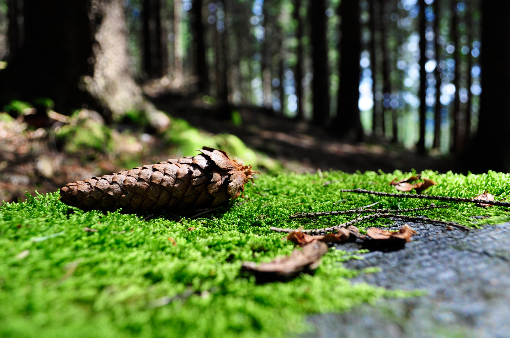 Wald - Gedeck