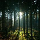 Wald & Gegenlicht