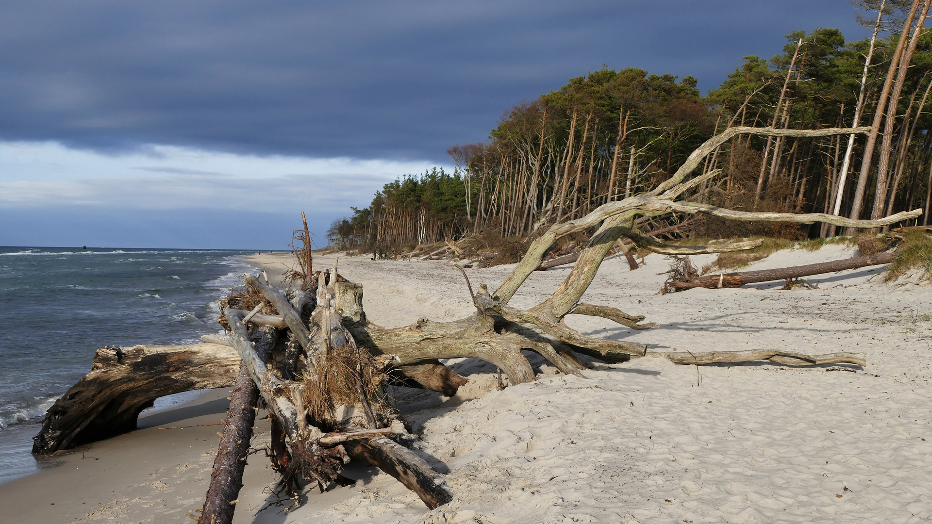 Wald geht zum Meer