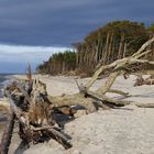 Wald geht zum Meer